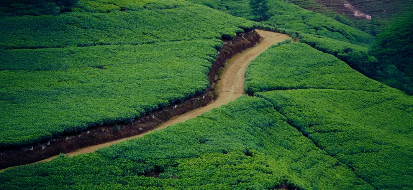 Experience Ceylon Tea Country Hill Stations