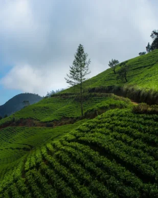 2-Weeks-Sri-Lanka-Itinerary-Bandarawela