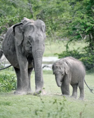 2-Weeks-Sri-Lanka-Itinerary-Yala