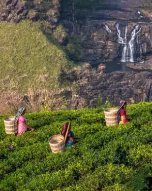 Sri-Lanka-Tour-Packages-Nuwara-Eliya-Tea-Plantation