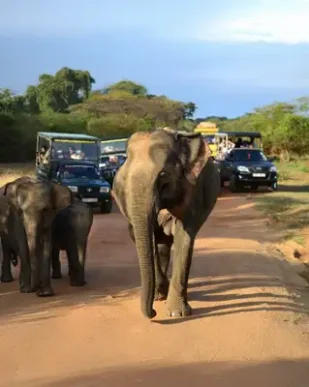 Sri-Lanka-Tour-Packages-Yala