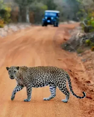 Sri-Lanka-Tour-Packages-Yala-Safari