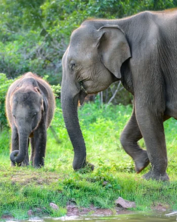 Sri Lanka Nature & Wildlife Tour – 7 Days