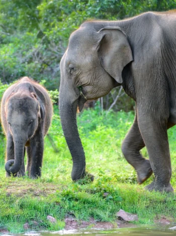 Sri Lanka Nature & Wildlife Tour 7 Days