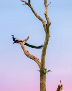Sri Lanka Nature & Wildlife Tour 7 Days