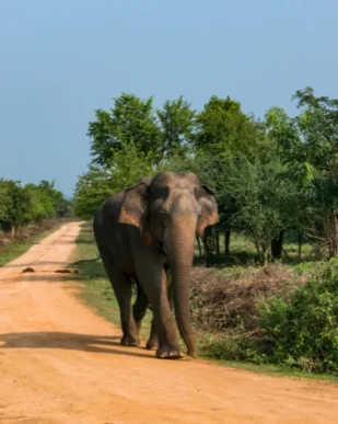 Sri Lanka Nature & Wildlife Tour 7 Days