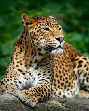 Sri Lanka Nature & Wildlife Tour 7 Days